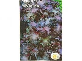 Семена цветов Перилла Мулатка кустарниковая, пурпурная 0,1 г.